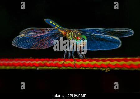 colorful dragon fly perched on yellow and red rope Stock Photo