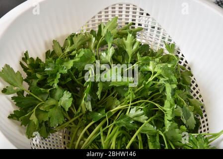 Fresh washed italian parsley in a colander Stock Photo