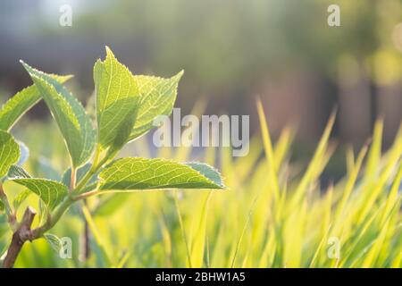 Green summer leaves and grass, blurred sunny greenery background with copy space nature concept. Stock Photo
