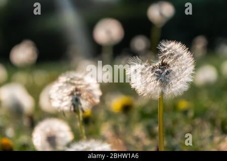 Dandelion on the meadow at sunlight background with shallow focus and copy space. Stock Photo