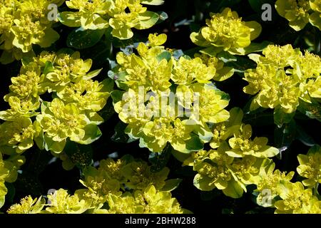 Vielfarbige Wolfsmilch (Euphorbia epithymoides, Syn. Euphorbia polychroma), auch Bunt-Wolfsmilch - gelbe Blütenstände, Zülpich, Nordrhein-Westfalen, D