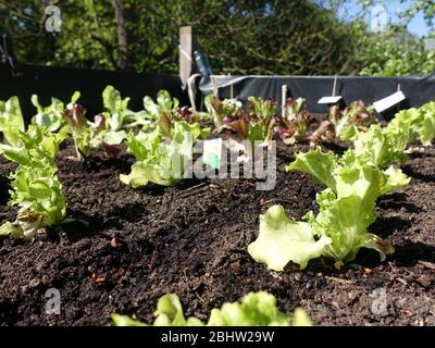 verschiedene Salatpflanzen im Hochbeet, Weilerswist, Nordrhein-Westfalen, Deutschland Stock Photo