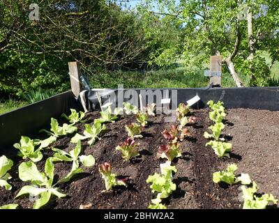 verschiedene Salatpflanzen im Hochbeet, Weilerswist, Nordrhein-Westfalen, Deutschland Stock Photo