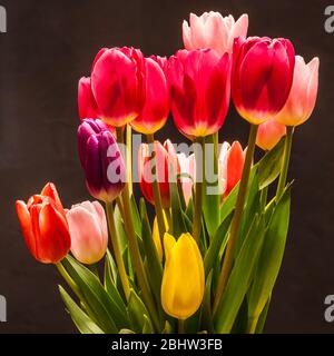 Tulips in a studio setting on a background. Stock Photo