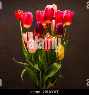 Tulips in a studio setting on a background. Stock Photo