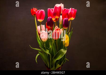 Tulips in a studio setting on a background. Stock Photo