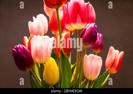 Tulips in a studio setting on a background. Stock Photo