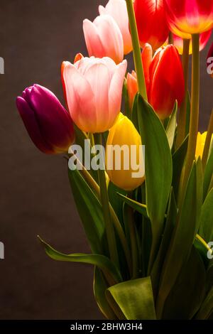 Tulips in a studio setting on a background. Stock Photo