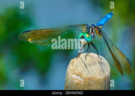 colorful dragon fly perched on top of an antenna Stock Photo