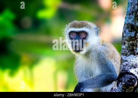 Sykes monkey, Cercopithecus albogularis, sitting on a tree and looking. Is cute. He leans his hand on a branch. It is a wildlife photo in Africa Stock Photo