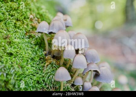Psilocybe Mushrooms In A Beech Tree Trunk Stock Photo