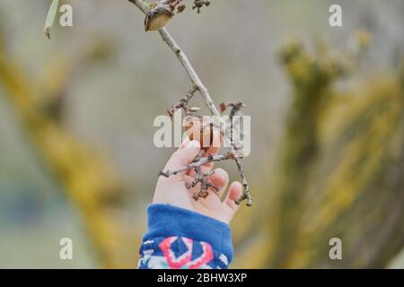 A child's hand holds an almond in the tree Stock Photo