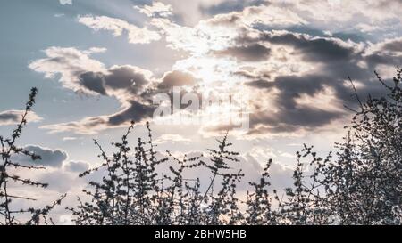 Lovely sunset sky, sun rays in clouds in warm colors. Tender white spring flowers bloom silhouette background. Sunny light natural blossom foliage wal Stock Photo