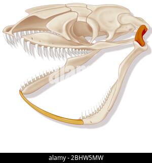 Snake’s jaw Stock Photo - Alamy