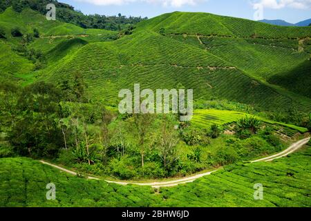 The Boh Tea Company was founded in 1929 and is one of the famous tea brands in Malaysia. One of the highlights scenic spot in Cameron Highlands, the v Stock Photo