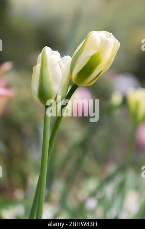 Two white and green tulips standing together against green, red and white background. Concept of being together, friendship, love. Stock Photo