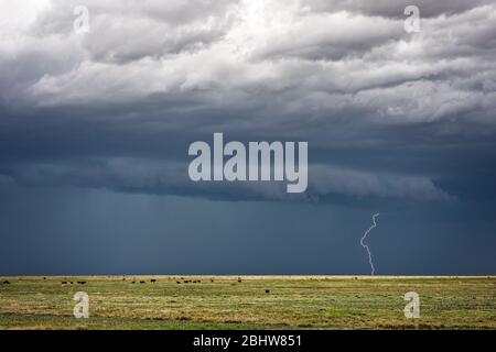 Summer landscape with dark storm clouds and lightning strike from a thunderstorm over a field in the plains near Haswell, Colorado Stock Photo