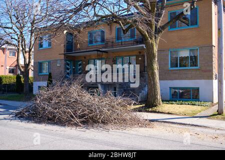 Pile of branches in the street after municipal employees trimed a tree during spring time work Stock Photo