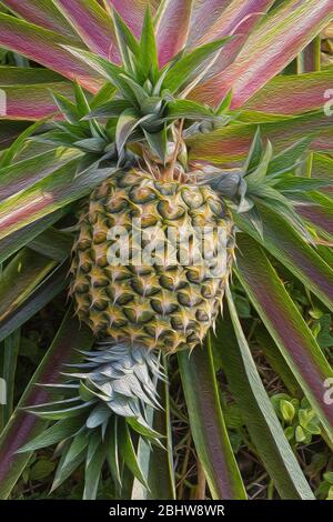 Photoshop painted pineapples growing in Hawaii. Stock Photo