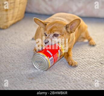 A Chihuahua Dog chewing on an empty can of Hormel Chili in an effort to get the last traces of tasty chili from the bottom of the can. Stock Photo