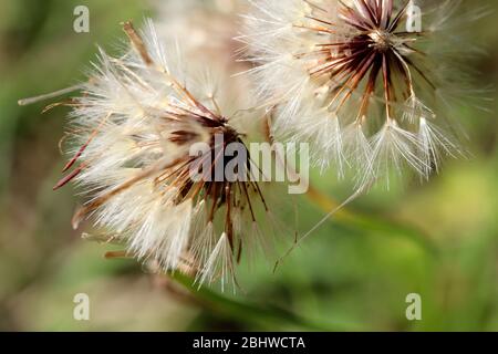 Nature: Dandelions in bloom outside in nature on a warm morning, so beautiful, close up, macro color images. Stock Photo