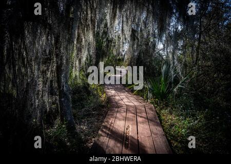 Walking Through Spanish Moss on wooden boardwalk Stock Photo