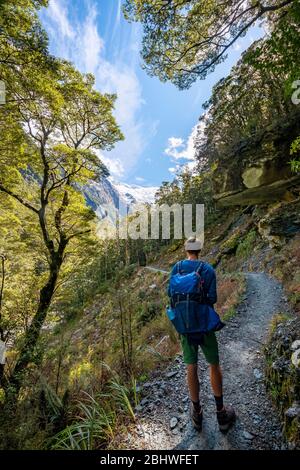 Hiker on trail to Rob Roy Glacier, Mount Aspiring National Park, Otago, South Island, New Zealand
