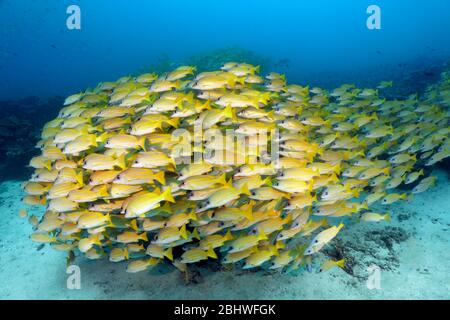 Swarm of fish Bluestripe snapper (Lutjanus kasmira) swimming over sandy bottom, Indian Ocean, North Male Atoll, Maldives Stock Photo