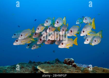 Swarm of fish Ehrenberg's Snapper (Lutjanus monostigma) swims over coral reef, Indian Ocean, North Male Atoll, Maldives Stock Photo