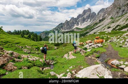 Two hikers on a marked hiking trail from the Adamekhuette to the Hofpuerglhuette, cows on alpine meadow, view of mountain ridge with mountain peak Stock Photo