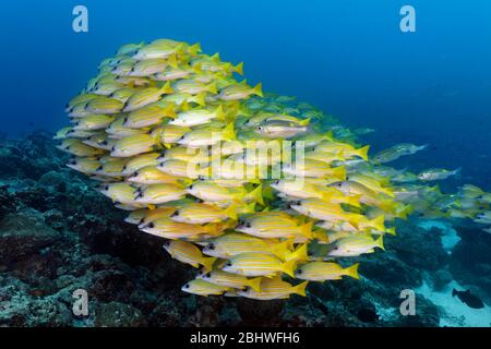 Swarm of fish Bluestripe snapper (Lutjanus kasmira) swims over coral reef, Indian Ocean, North Male Atoll, Maldives Stock Photo