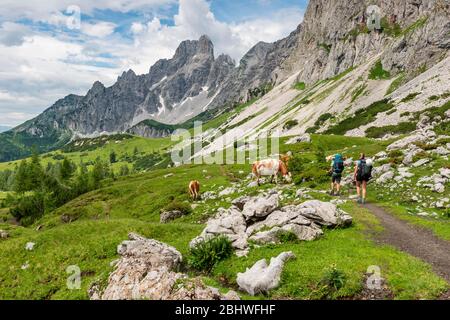 Two hikers on a hiking trail from the Adamekhuette to the Hofpuerglhuette, cows on alpine meadow, view of mountain ridge with mountain peak Grosse Stock Photo