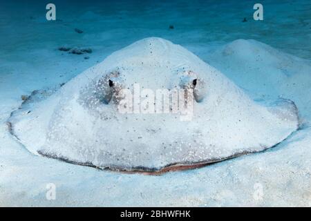 Porcupine ray (Urogymnus asperrimus) from front, on sandy ground, Indian Ocean, North Male Atoll, Maldives Stock Photo