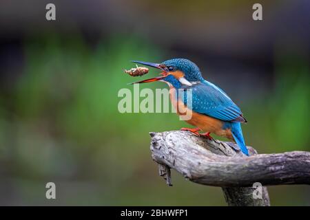 Common kingfisher (alcedo atthis) Females with caught fish, Saxony-Anhalt, Middle Elbe Biosphere Reserve, Germany Stock Photo