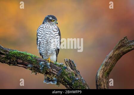 Eurasian sparrowhawk (Accipiter nisus) male sitting on plucking ground, Saxony-Anhalt, Middle Elbe Biosphere Reserve, Germany Stock Photo