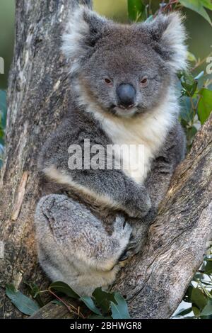 A adult cuddly koala rests peacefully in the fork of a eucalyptus tree in Queensland, Australia Stock Photo