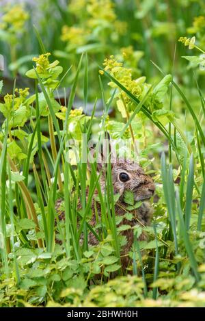 Curious native bunny sitting in green foliage in the garden Stock Photo