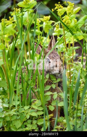 Curious native bunny sitting in green foliage in the garden Stock Photo