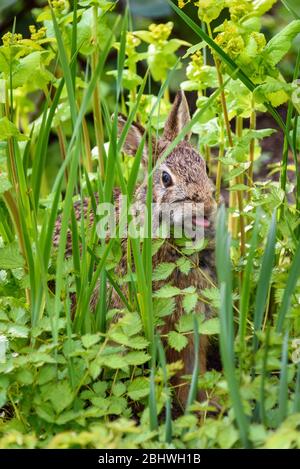 Curious native bunny sitting sticking it’s tongue out, in green foliage in the garden Stock Photo