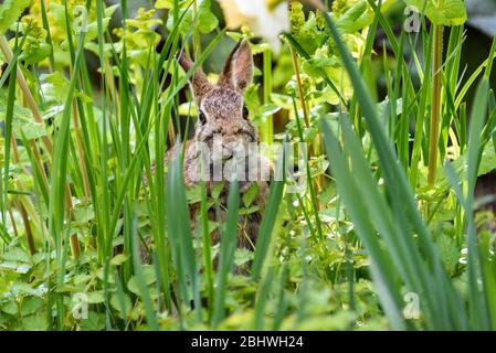 Curious native bunny sitting in green foliage in the garden Stock Photo