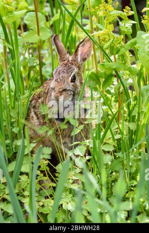 Curious native bunny sitting in green foliage in the garden Stock Photo