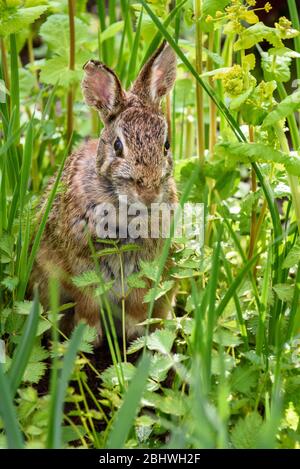 Curious native bunny sitting in green foliage in the garden Stock Photo