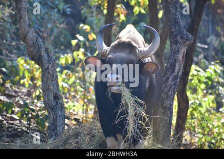 The gaur (Bos gaurus), also called Indian bison Stock Photo