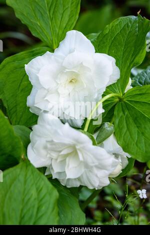 Great white trillium, trillium grandiflorum 'Flore Pleno', blooming in a garden Stock Photo