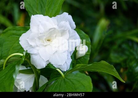 Great white trillium, trillium grandiflorum 'Flore Pleno', blooming in a garden Stock Photo