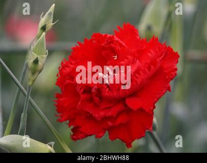 A single bright red carnation flower at full bloom Stock Photo