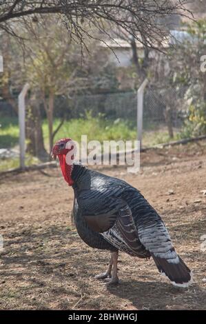 shiny black turkey with white and red head on a farm Stock Photo