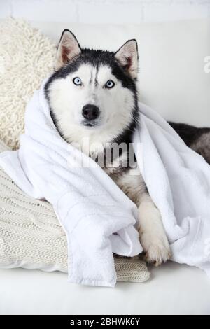 Beautiful cute husky with towel lying on sofa in white room Stock Photo