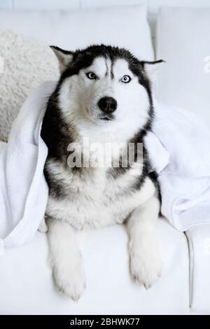 Beautiful cute husky with towel lying on sofa in white room Stock Photo