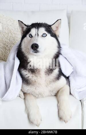 Beautiful cute husky with towel lying on sofa in white room Stock Photo